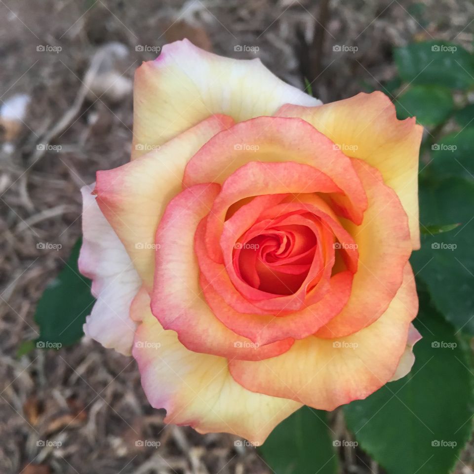 🌺Fim de #cooper!
Suado, cansado e feliz, alongando e curtindo a beleza das #flores.
🏁
#corrida #treino #flor #flowers #pétalas #jardim #jardinagem #garden #flora #run #running #esporte #alongamento #CorujãoDaMadrugada #alvorada