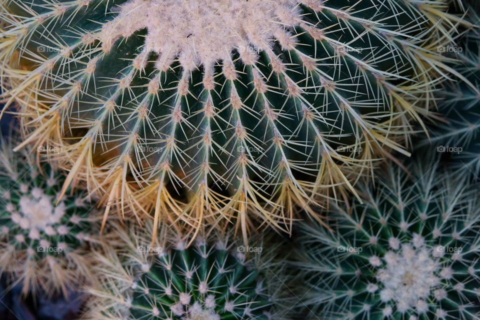 cactuses overhead shot