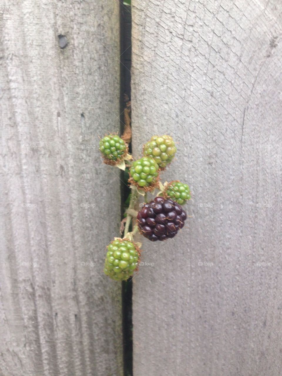 Blackberry growing through a fence 