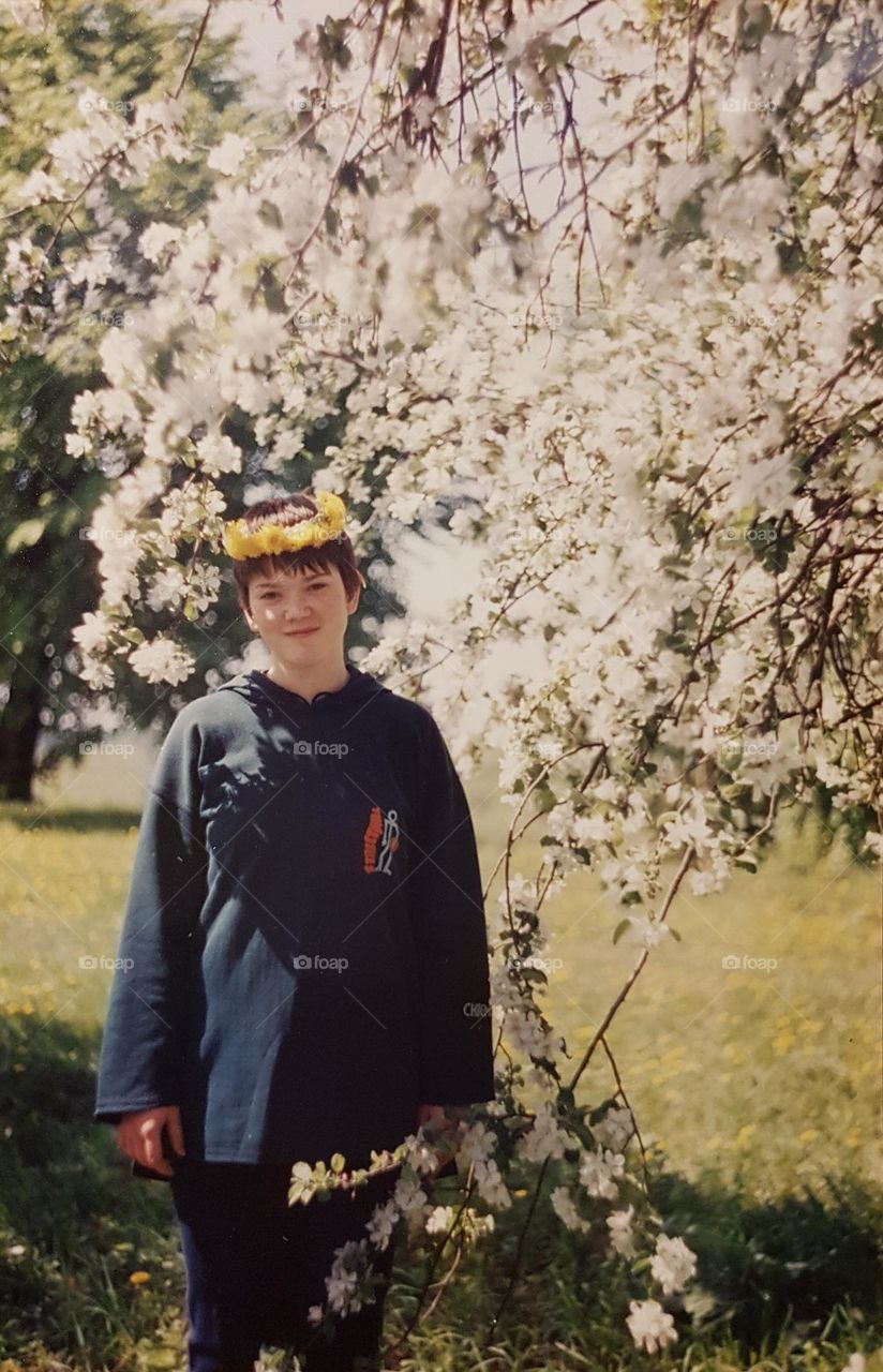 Apple trees in bloom