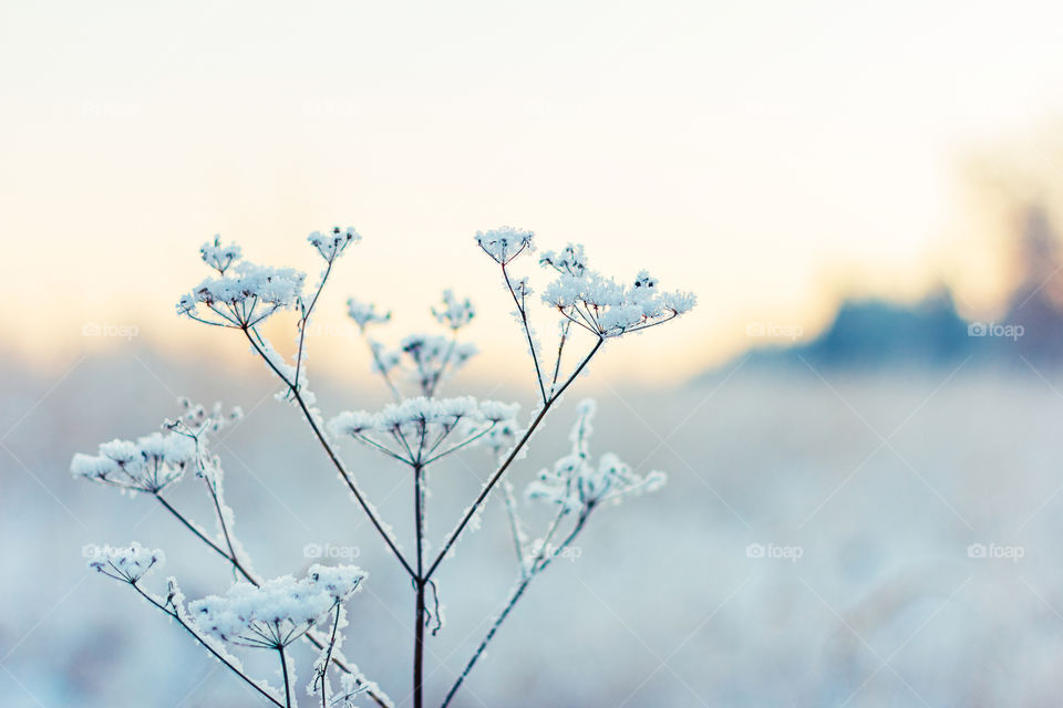 Winter hoarfrost herbs