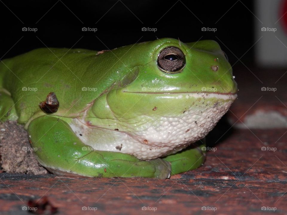Frog