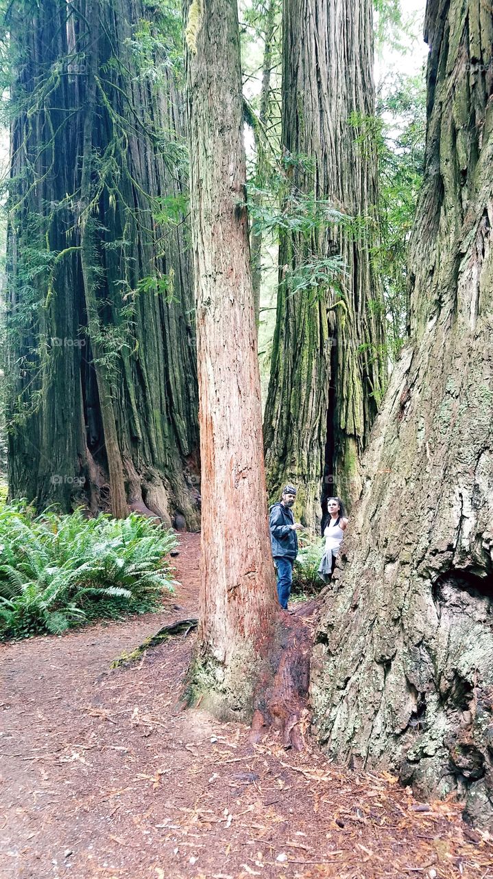 Northern California  redwoods