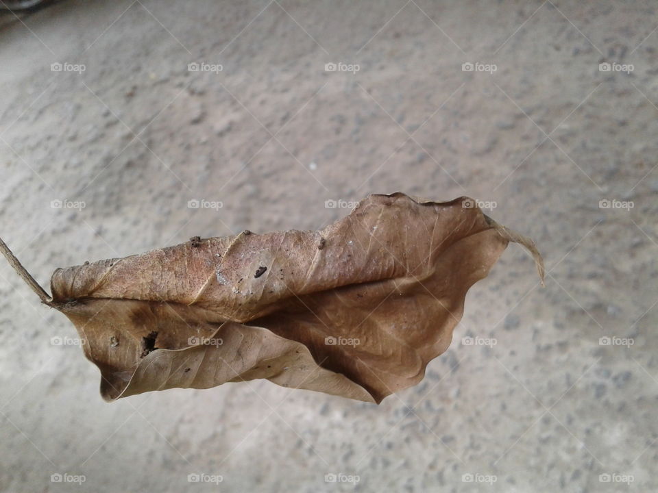 Dry leaf fallen from tree
