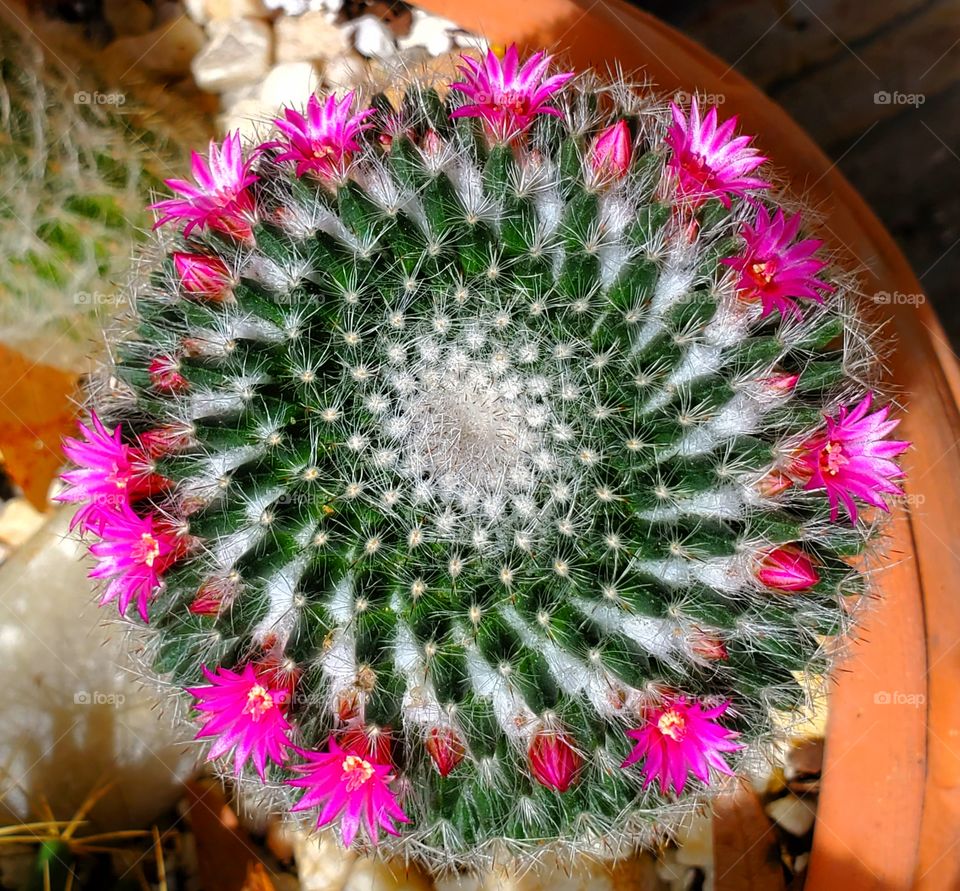 cactus