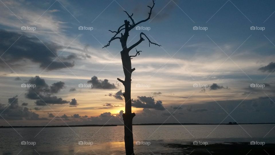 Winter tree at sunset