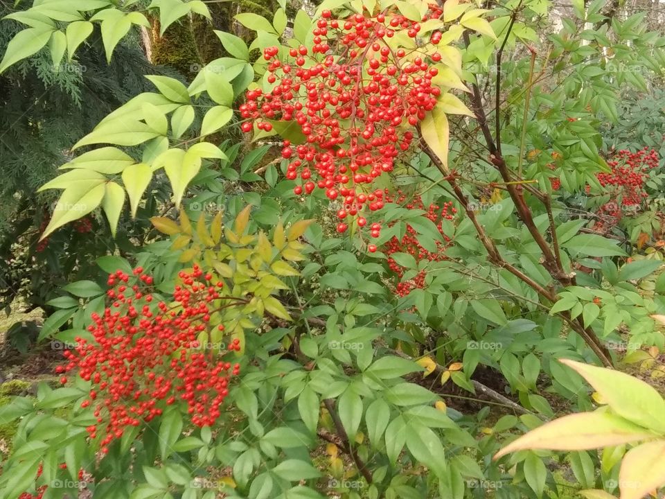 red berry clusters