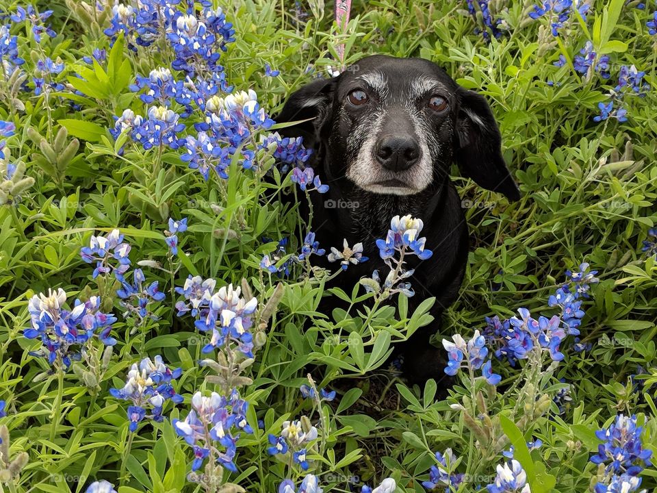 Fritzi posing in the bluebonnets