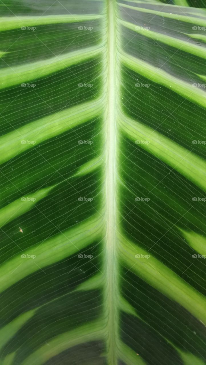 Green leaf closeup