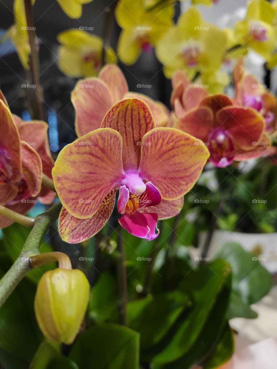 Red Orange Orchids Hong Kong