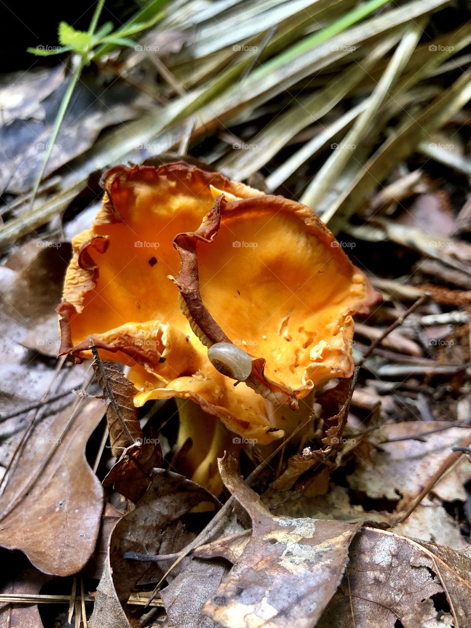 Small snail on bright orange mushroom in forest 