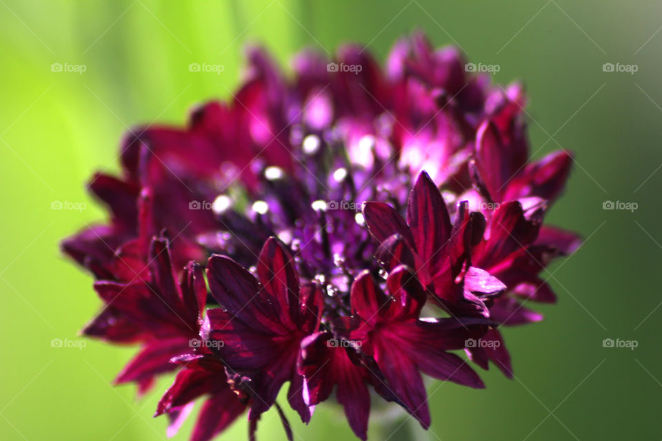 Cornflower, field flower, meadow flower, flower