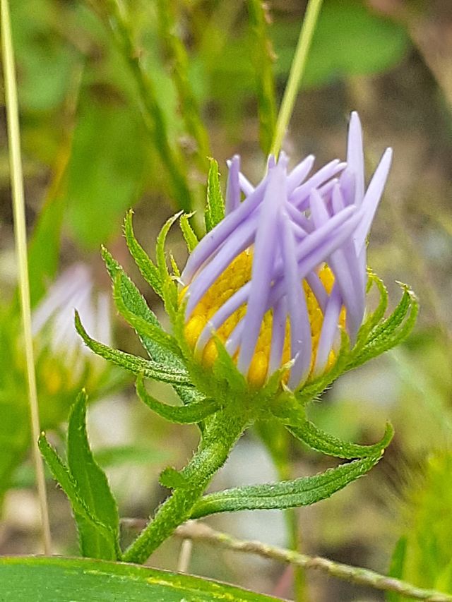portrait of a plant