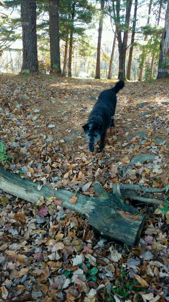 Black chow chow and terroir mix dog exploring the woods 