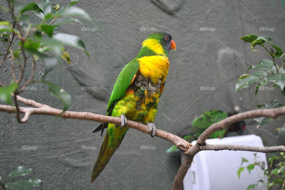 Colorful parrot at Bush Gardens, Fl