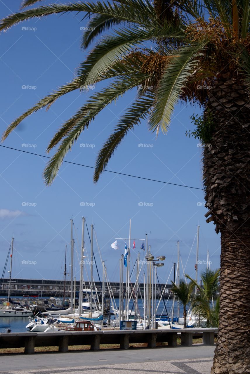 Palms and boats