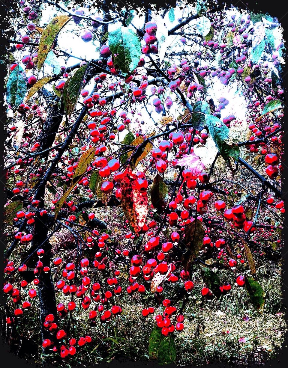 Crabapples