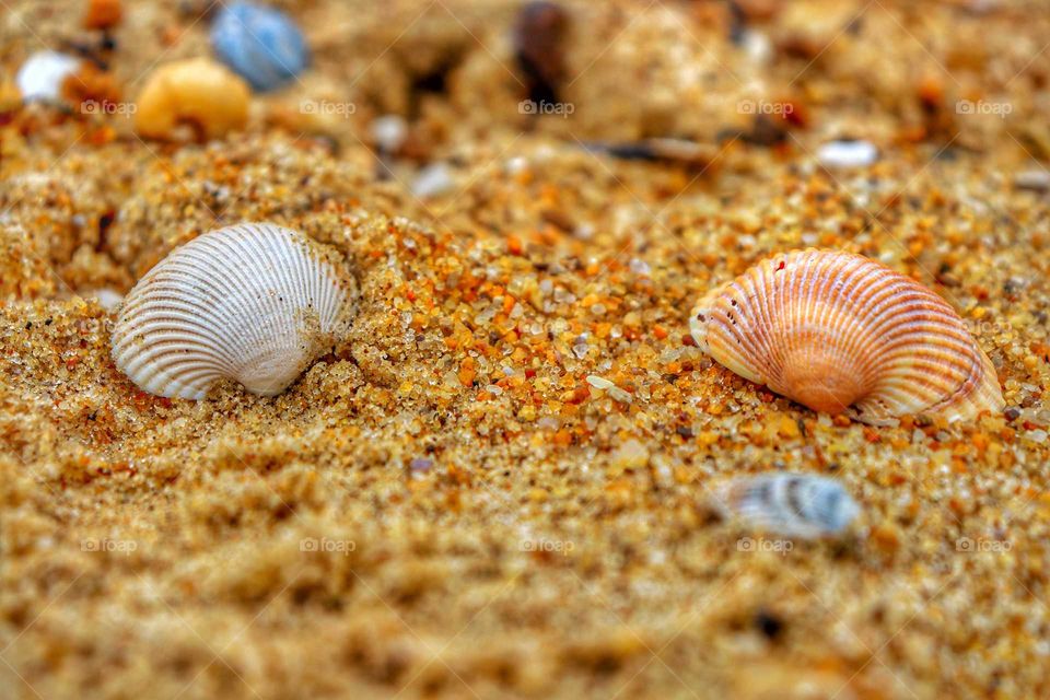 shells on the beach is a perfect reminder of summer fun with family and friends