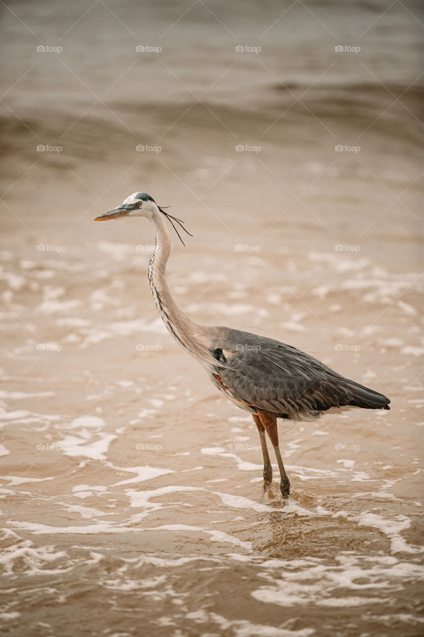 Heron on beach 