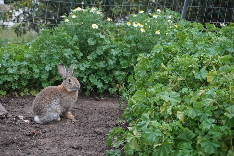 Rabbit#animals#nature#cute