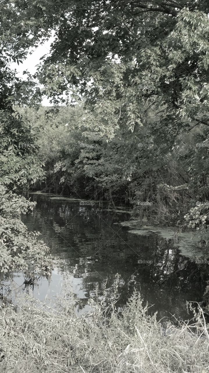 this is a little pond in the middle of the park