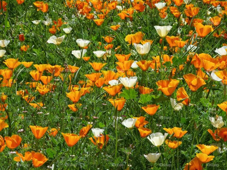 California Poppies
