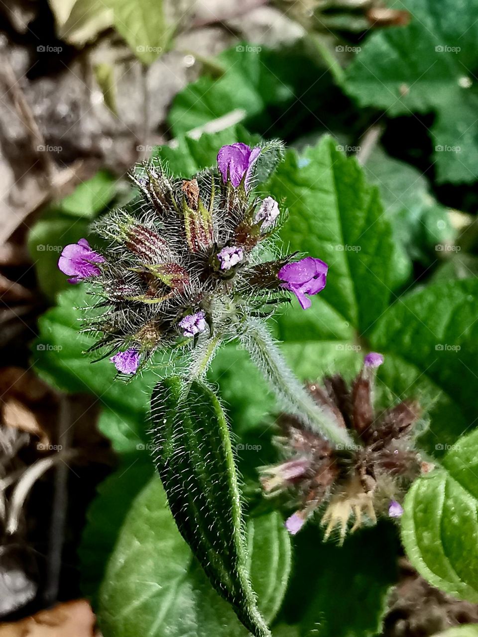 Portrait of wild flower seeding 