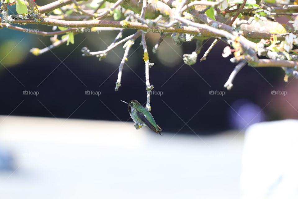 Hummingbird perched 