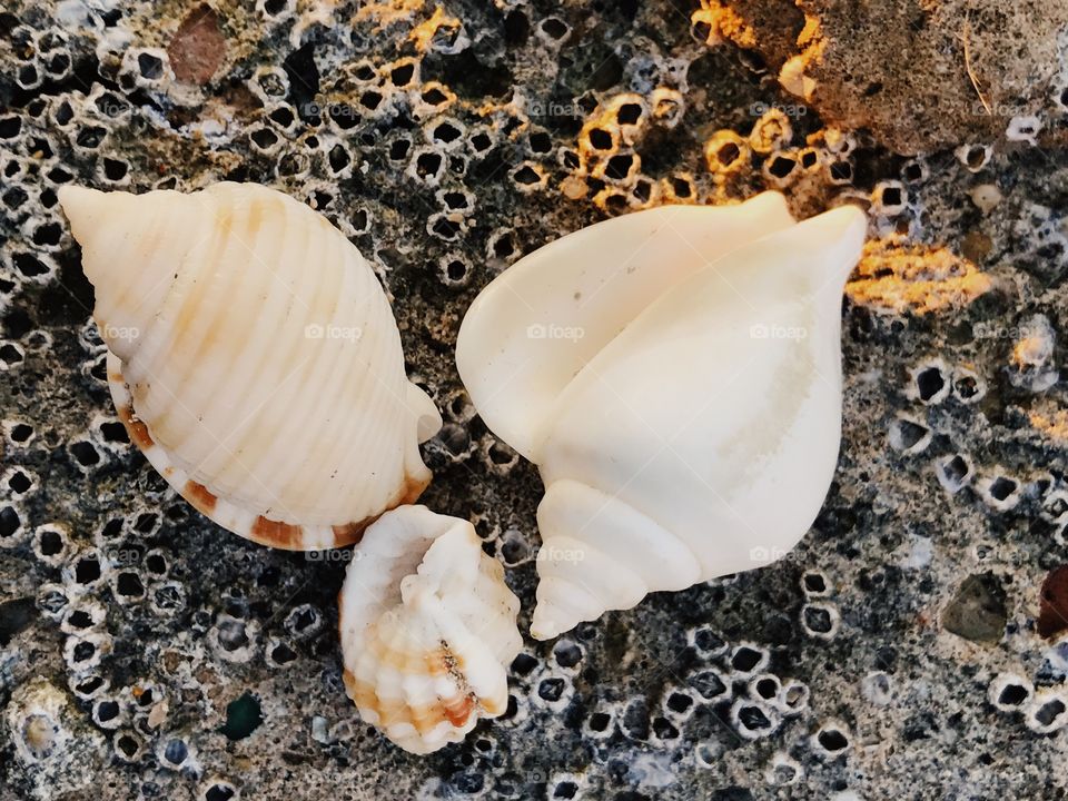 Seashells 