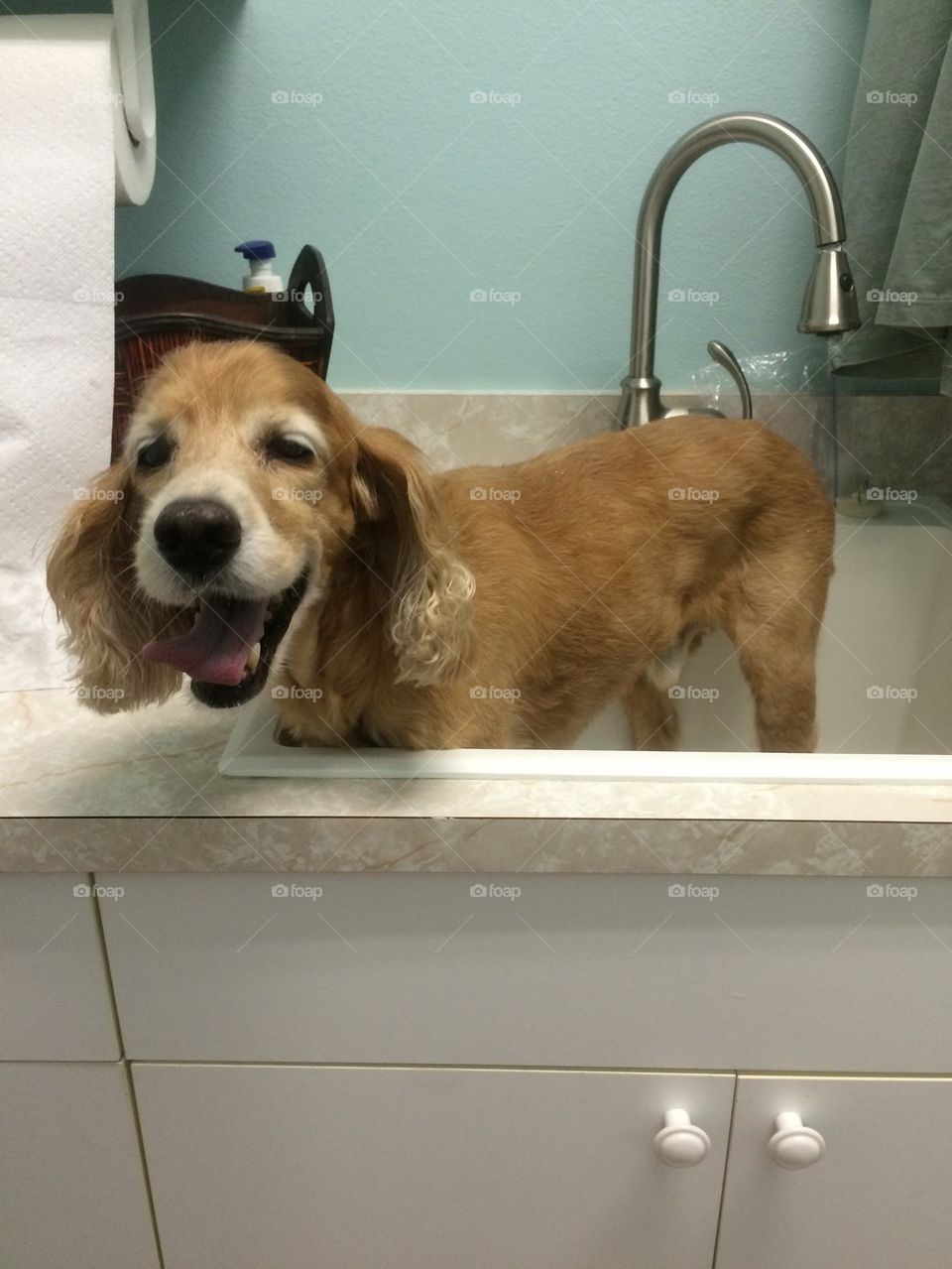 Doggy Bath