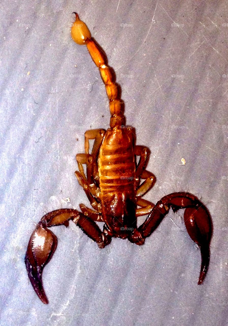 Scorpion