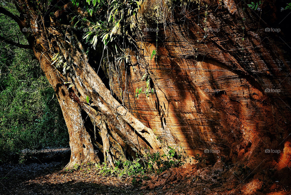 tree forest jungle rock by trist9