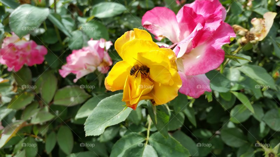 Bee on rose
