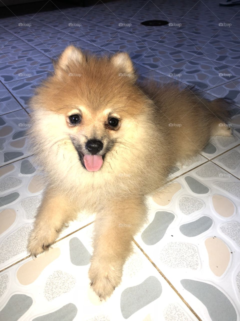 the orange brown puppy "pomeranian" is sitting on the floor.
