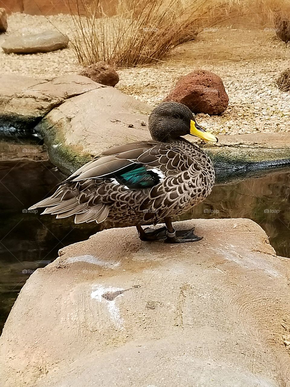standing duck