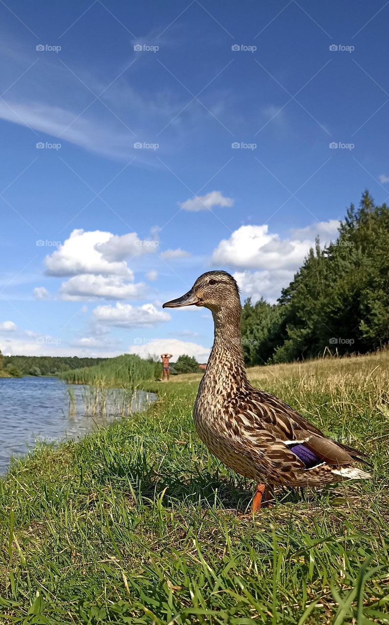 duck on a green grass summer time mobile photography