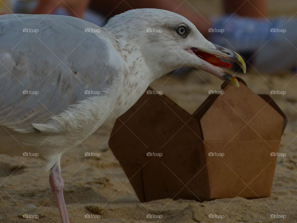 Seagull stole my fries!