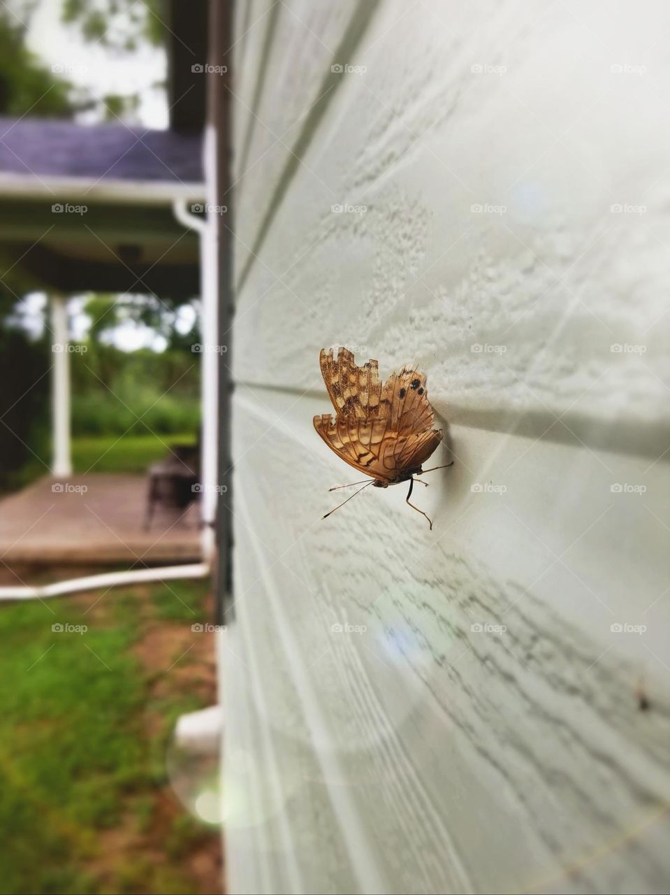 Tawny Butterfly on the side of a house