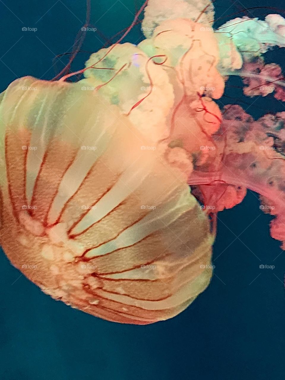 Jellyfish