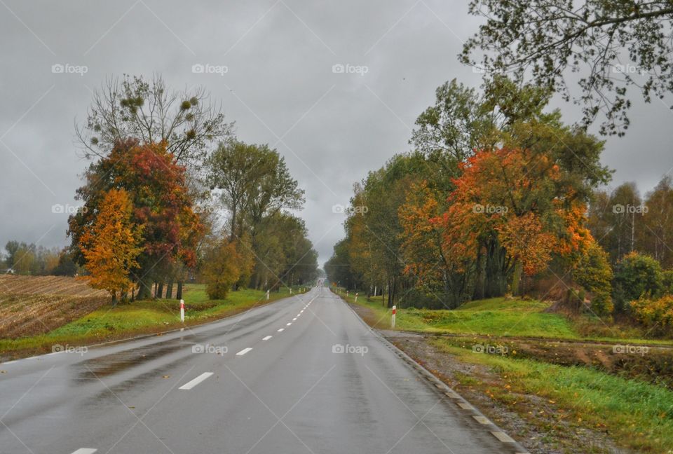 Road, Fall, Tree, Guidance, No Person