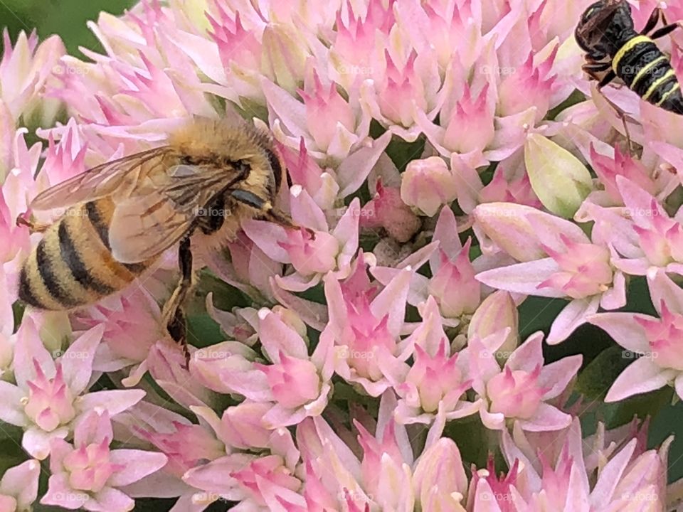 Lovely honey bee in flowers