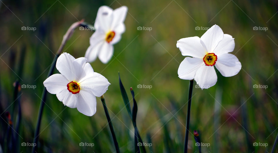 Closeup of white flowers growing outdoors in Berlin, Germany.