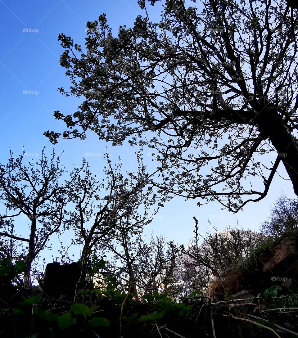 Blooming peak season