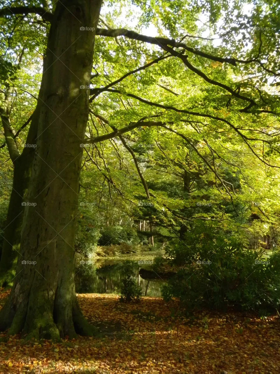 Forest 