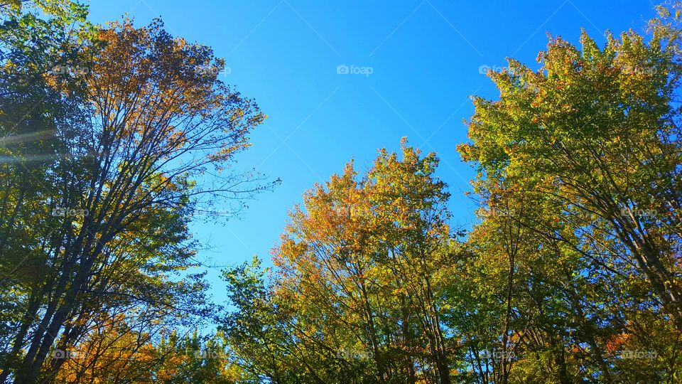 Fall, Leaf, Tree, Wood, No Person