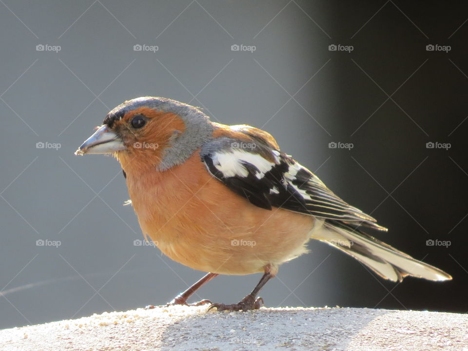 robin bird nature fauna