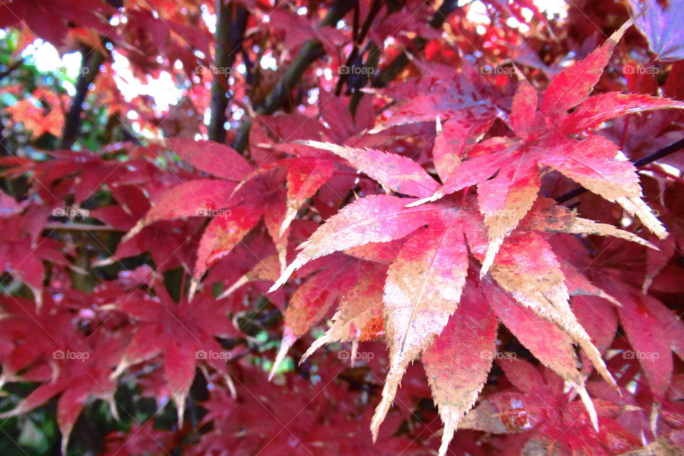 Blood maple tree