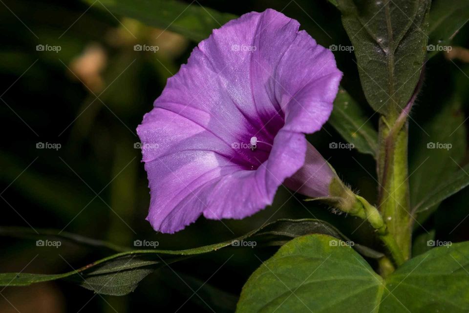 Purple flower blooming at outdoors