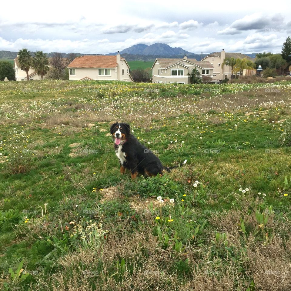 Mountain Bernese Dog