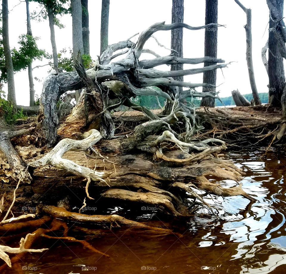 tree roots on the shore of a lake.